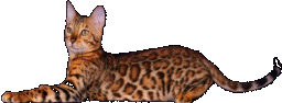 Бенгальская кошка, бенгальская кошка фото